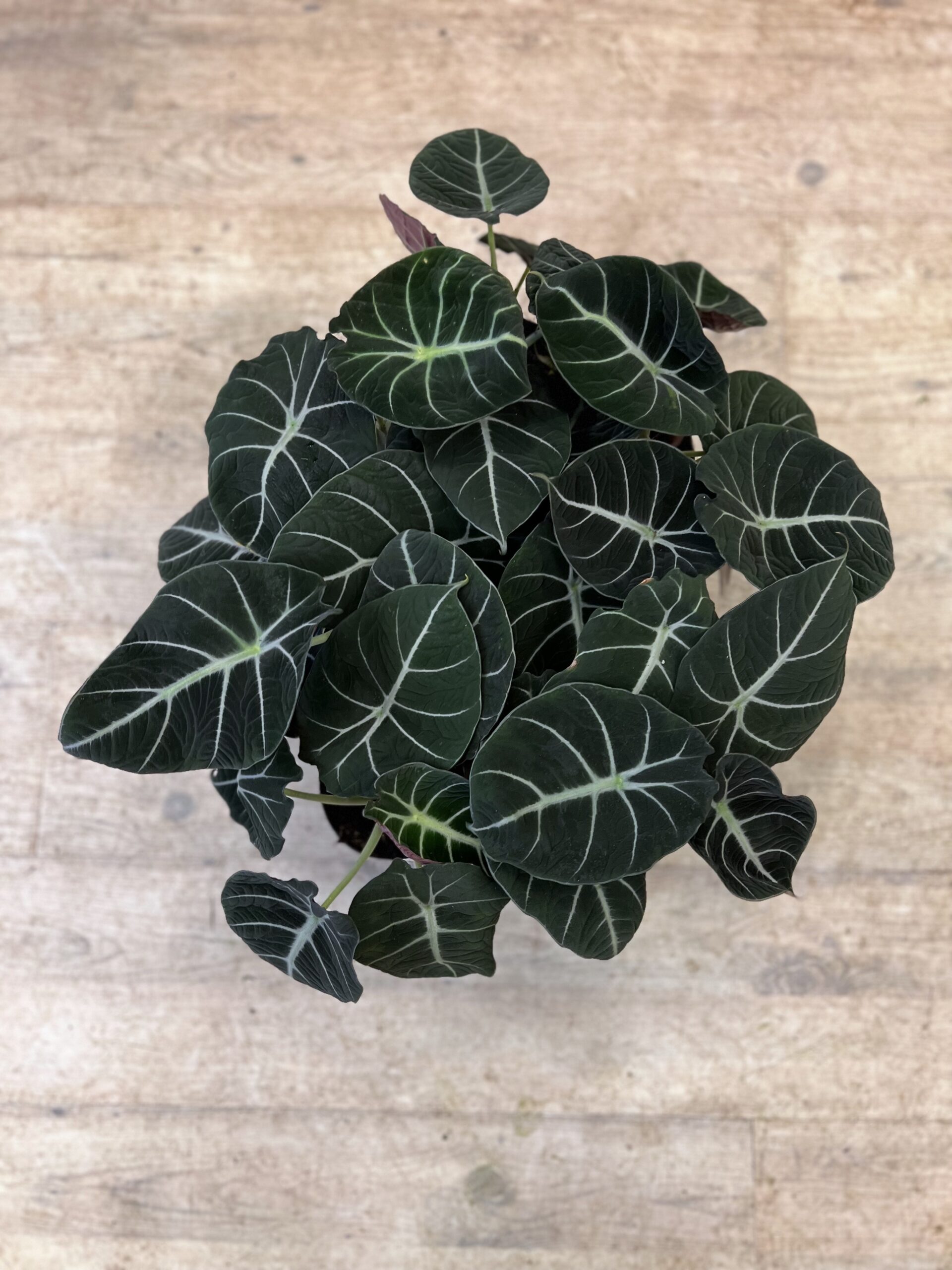 Alocasia Velvet Black - Happyflower-dk