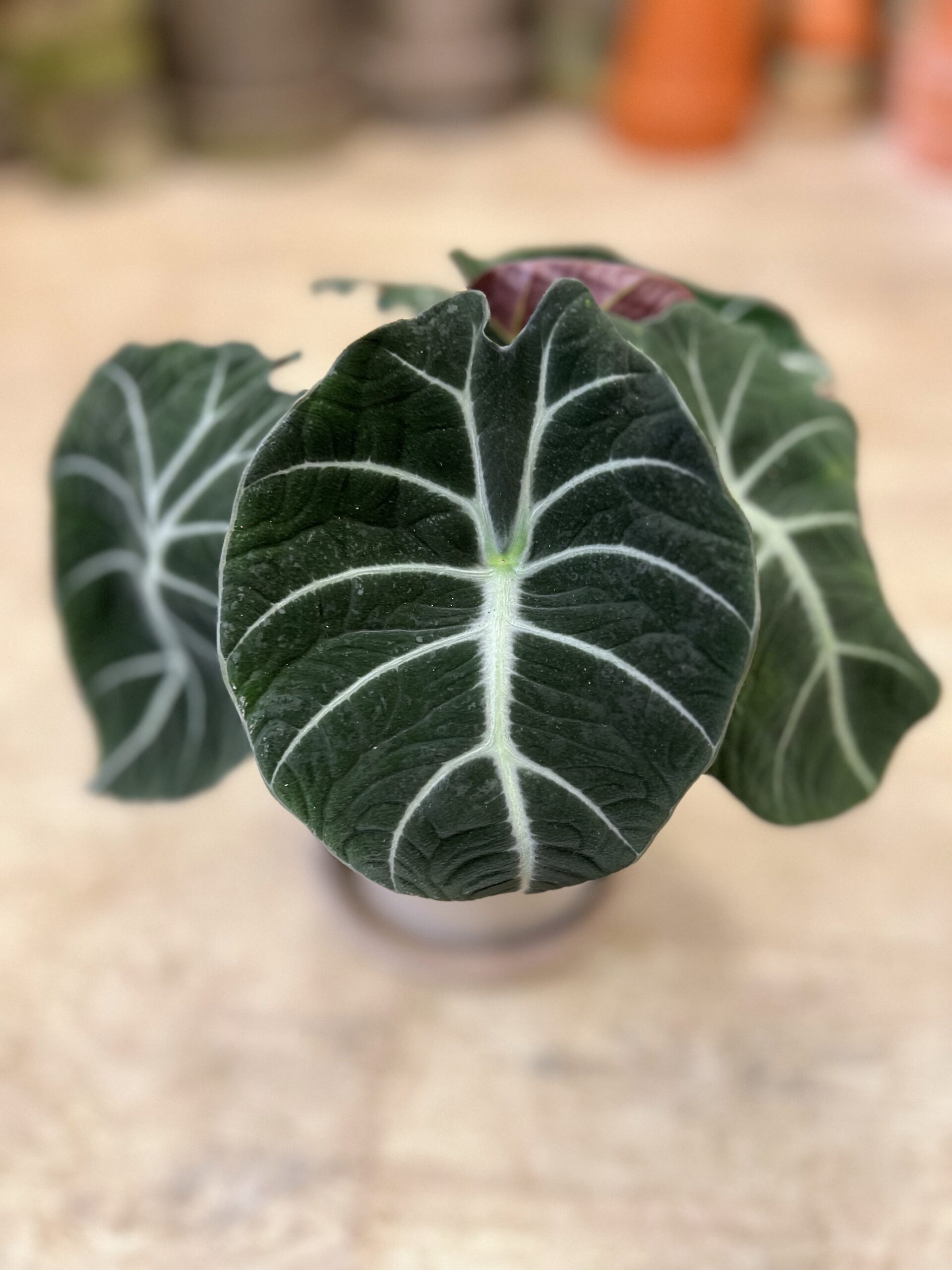 Alocasia Velvet Black blad - Happyflower-dk