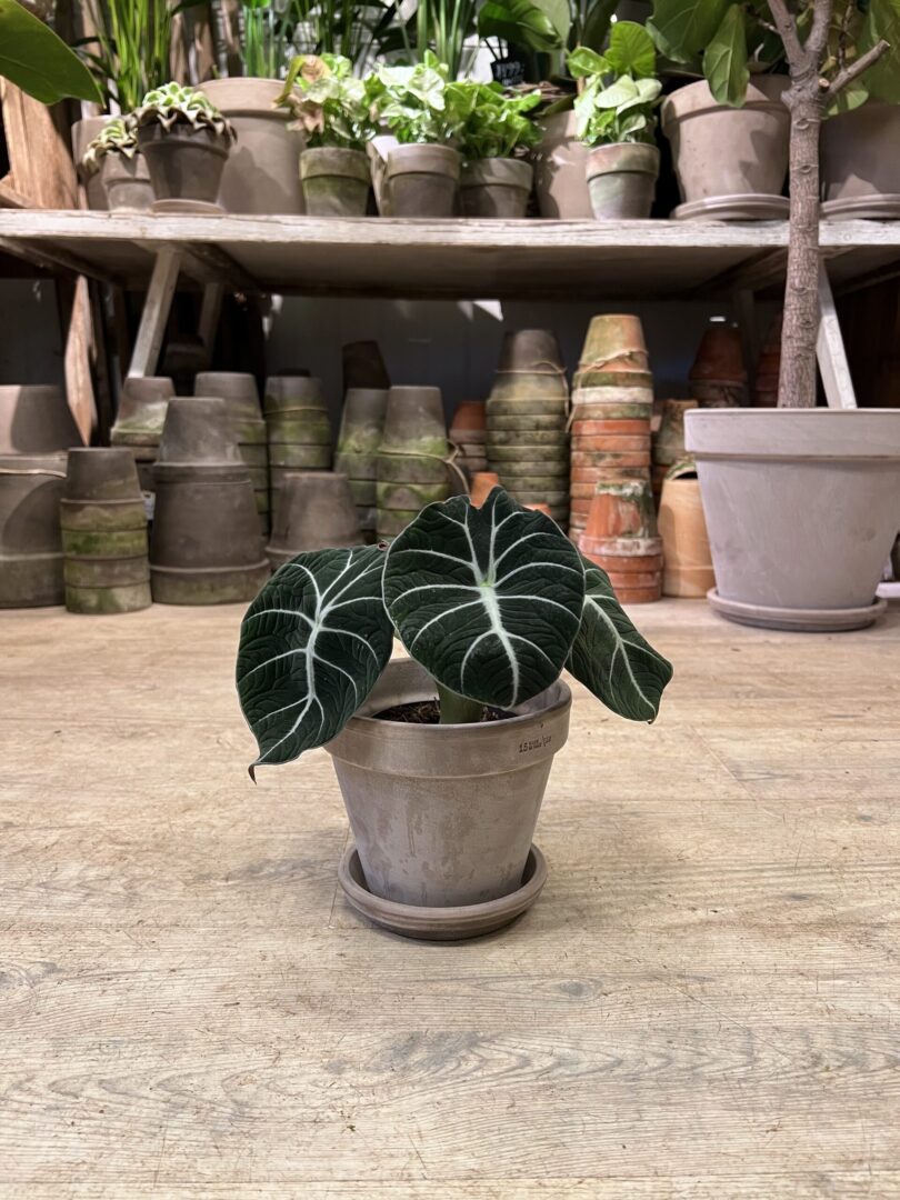 Alocasia Velvet Black med krukke - Happyflower-dk