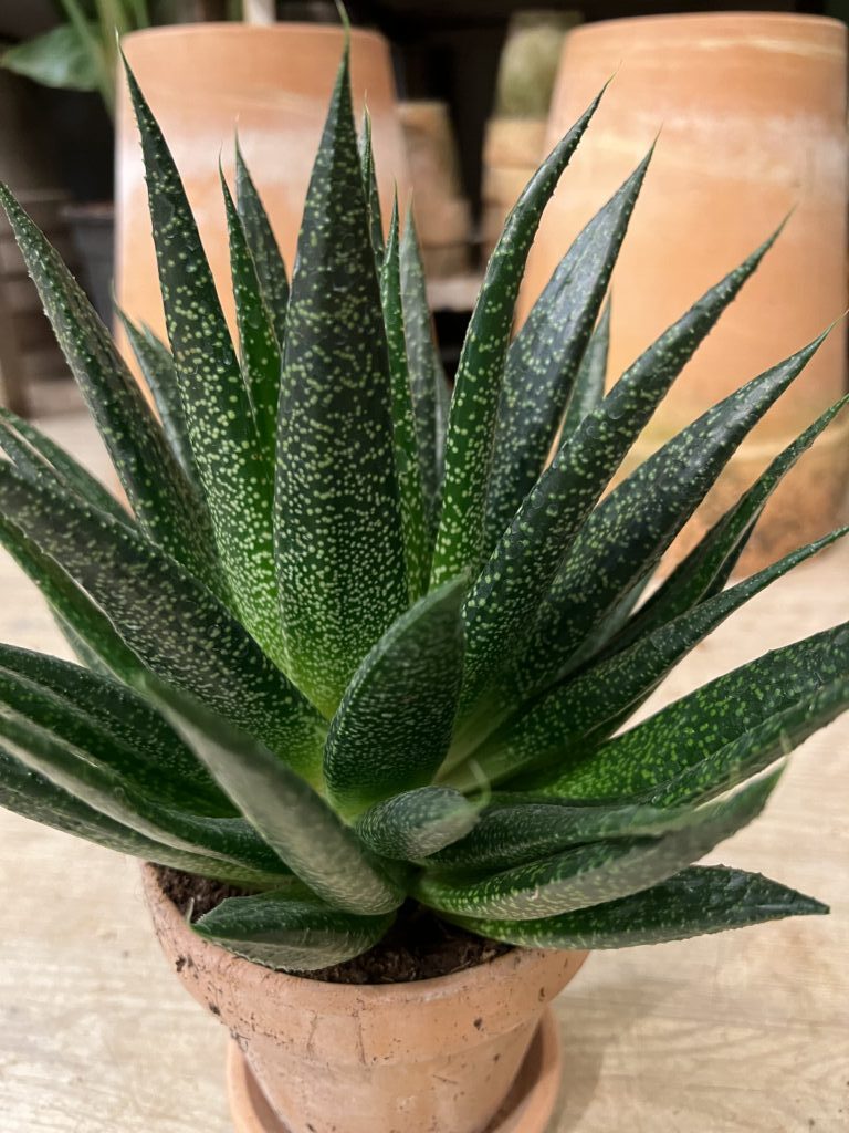Chip Ejendommelige Antipoison Aloe Vera - Køb grønne stueplanter BILLIGT online - Happyflower.dk