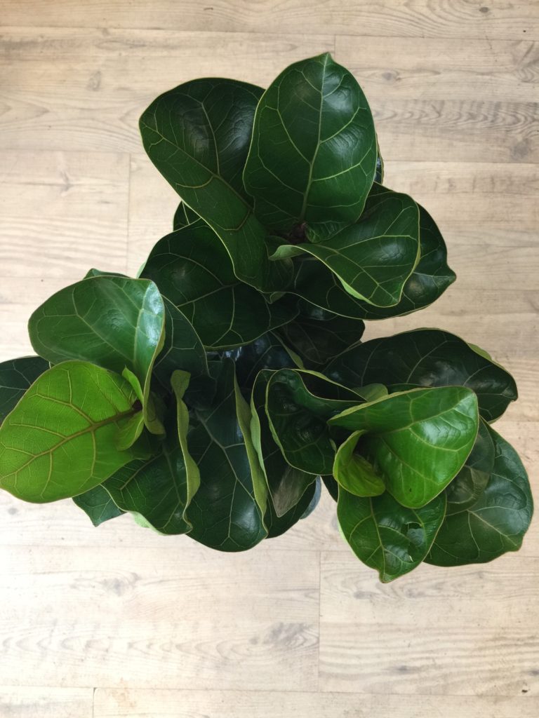 Bambino (Stor) - Violinfigen online hos Happyflower-dk