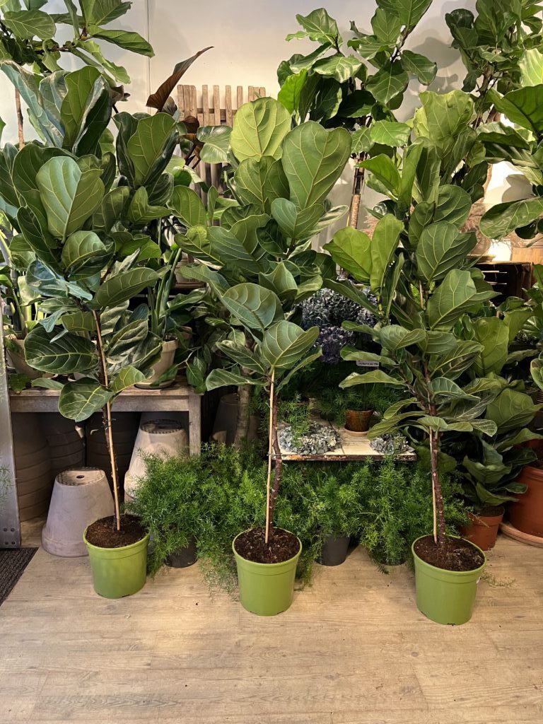 Billig opstammet Violinfigen - Billig levering af Violinfigen - Happyflower-dk