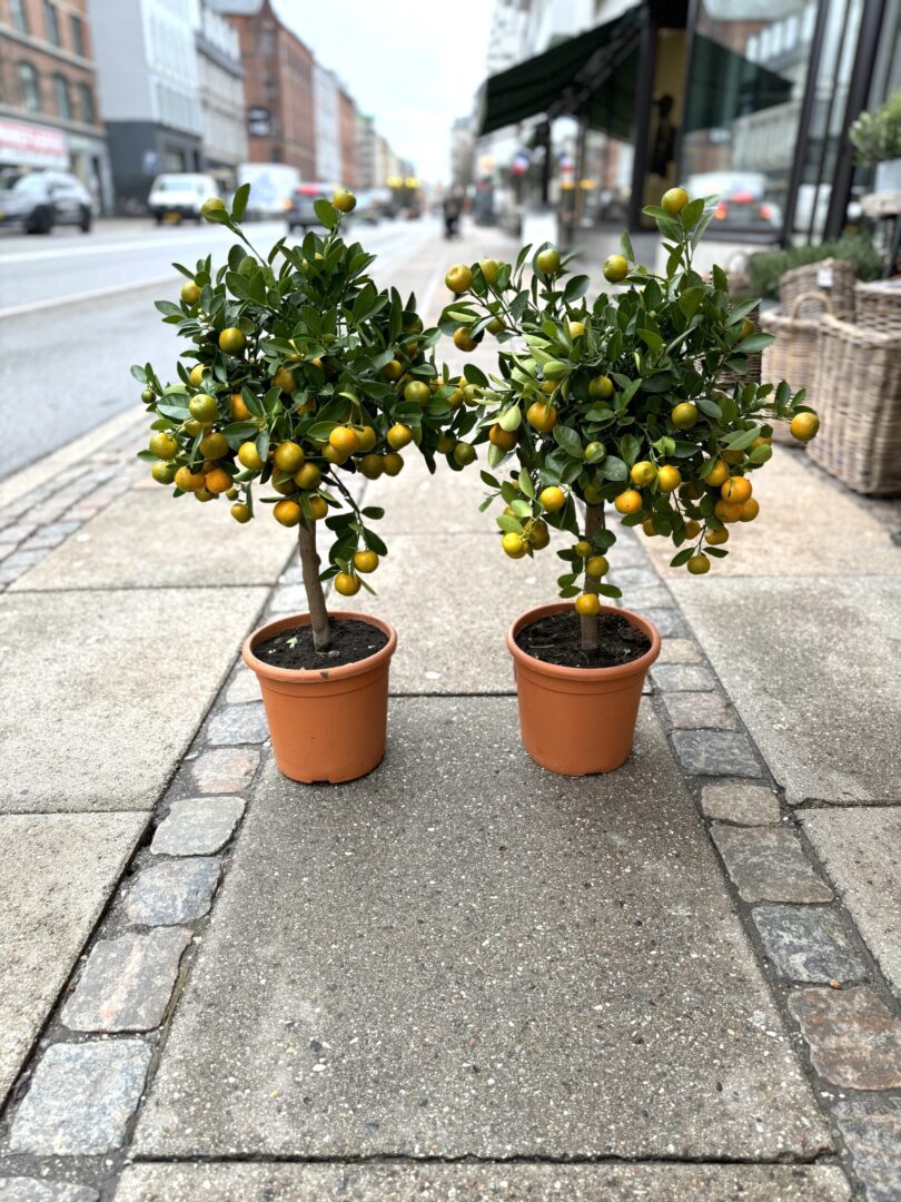 Calamondin stor - Happyflower-dk