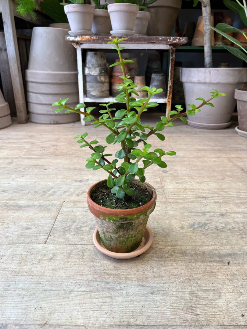 Crassula med krukke - Happyflower-dk