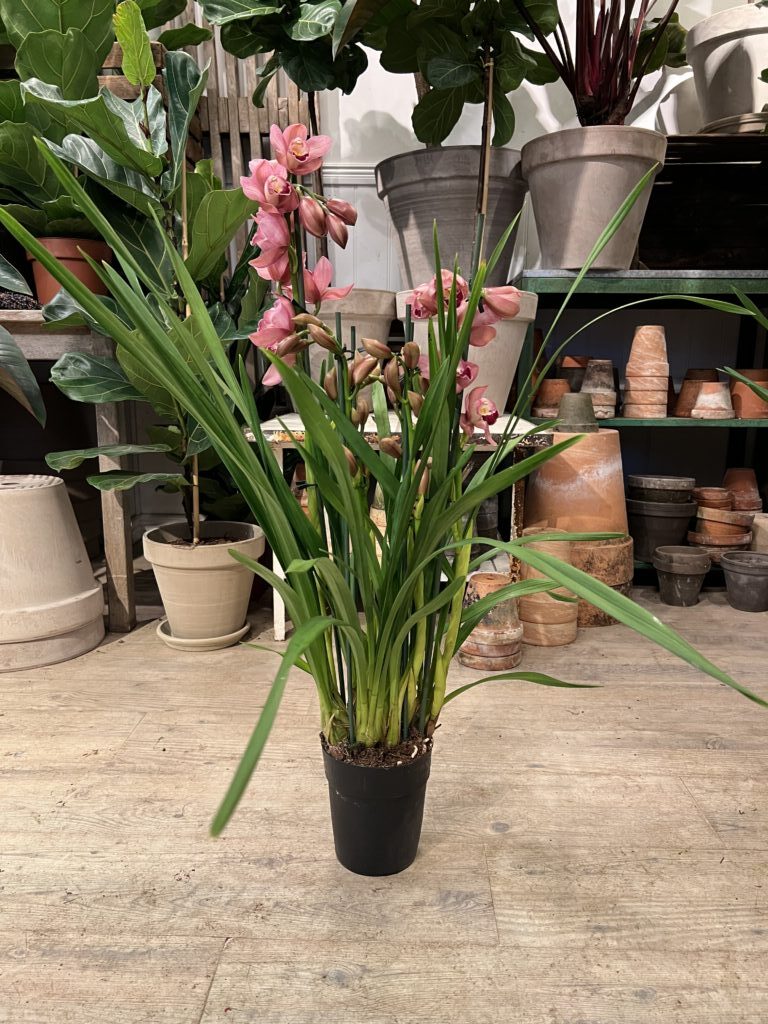 Cymbidium uden krukke - Happyflower-dk
