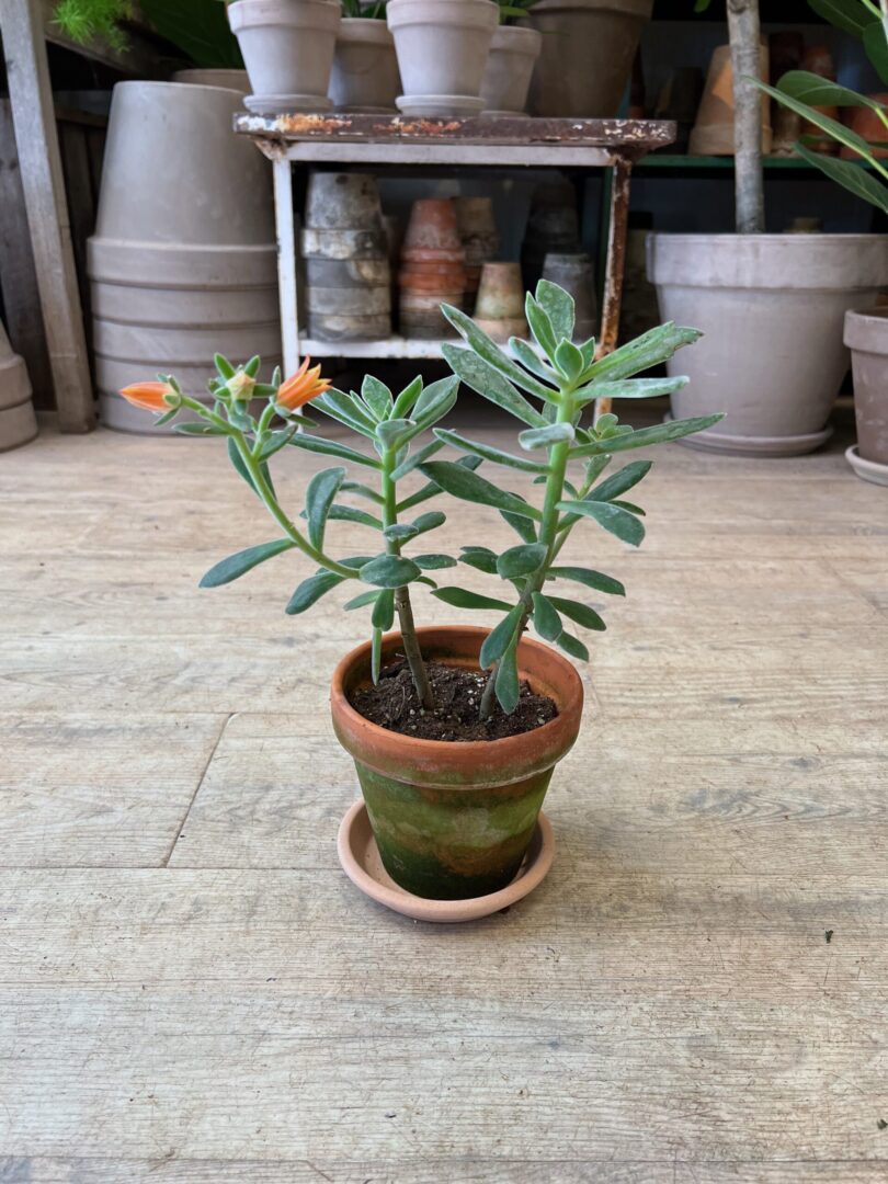 Echeveria med blomst - Happyflower-dk