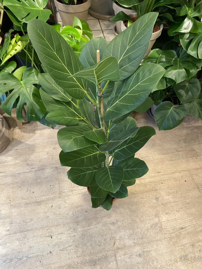 Ficus Audrey 100-120 cm - Ficus Audrey billigt - Happyflower-dk