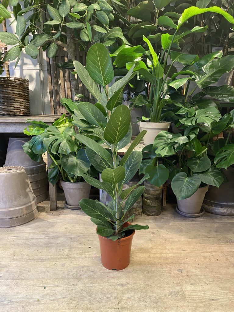Ficus Audrey 100-120 cm uden krukke - Happyflower-dk