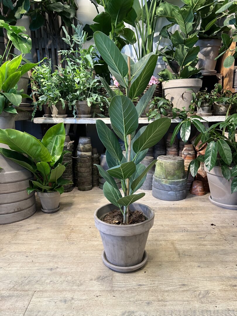 Ficus Audrey 80-100 cm. med krukke - Grønne stueplanter - Happyflower-dk