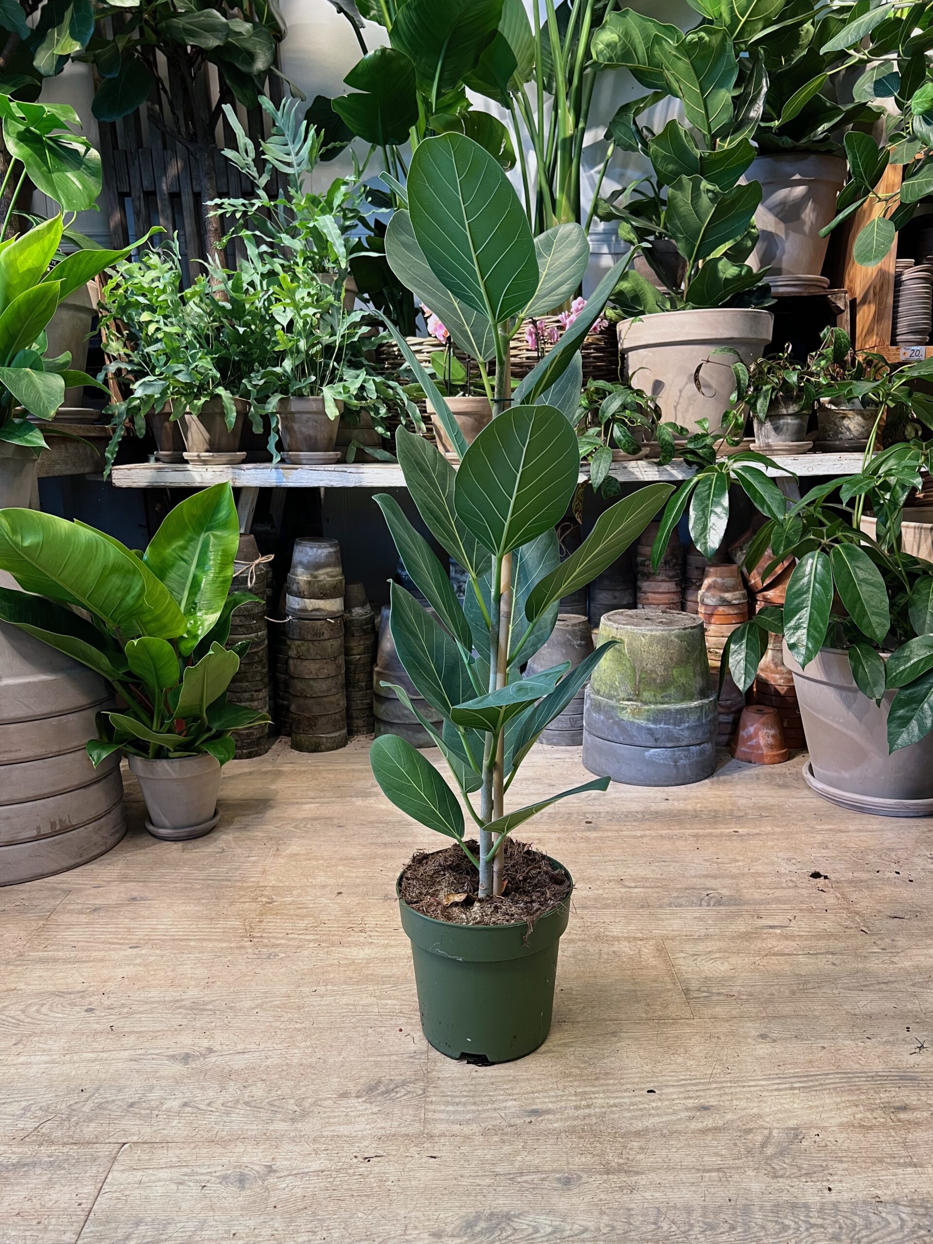 Ficus Audrey 80-100 cm. uden krukke - Billig stueplante - Happyflower-dk