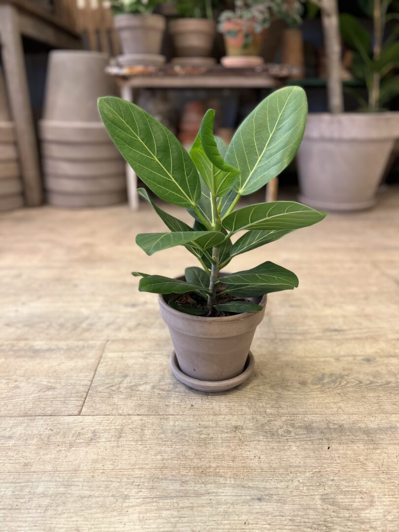 Ficus Audrey (lille) - med krukke - Happyflower-dk