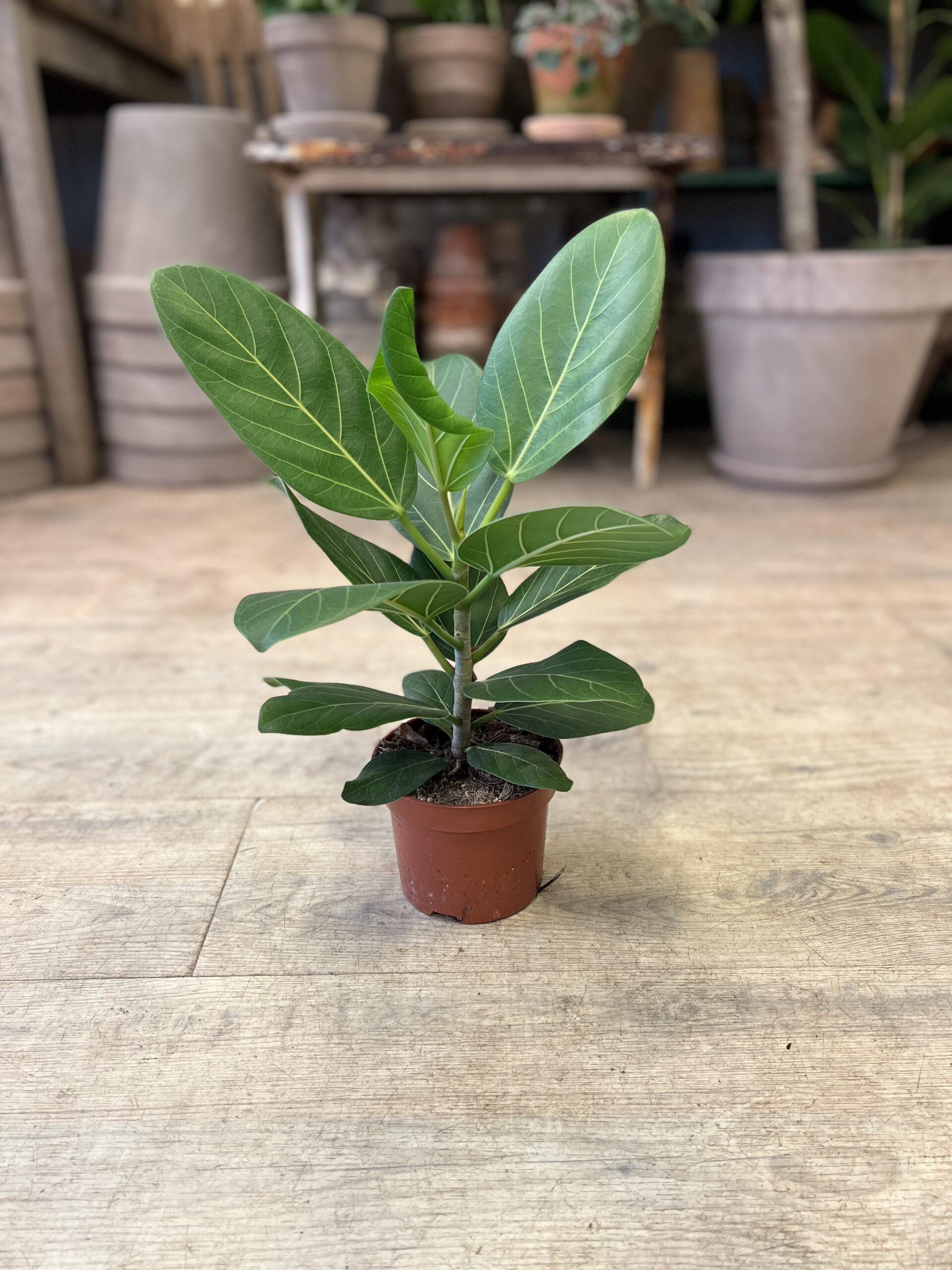 Ficus Audrey (lille) uden krukke - Happyflower-dk