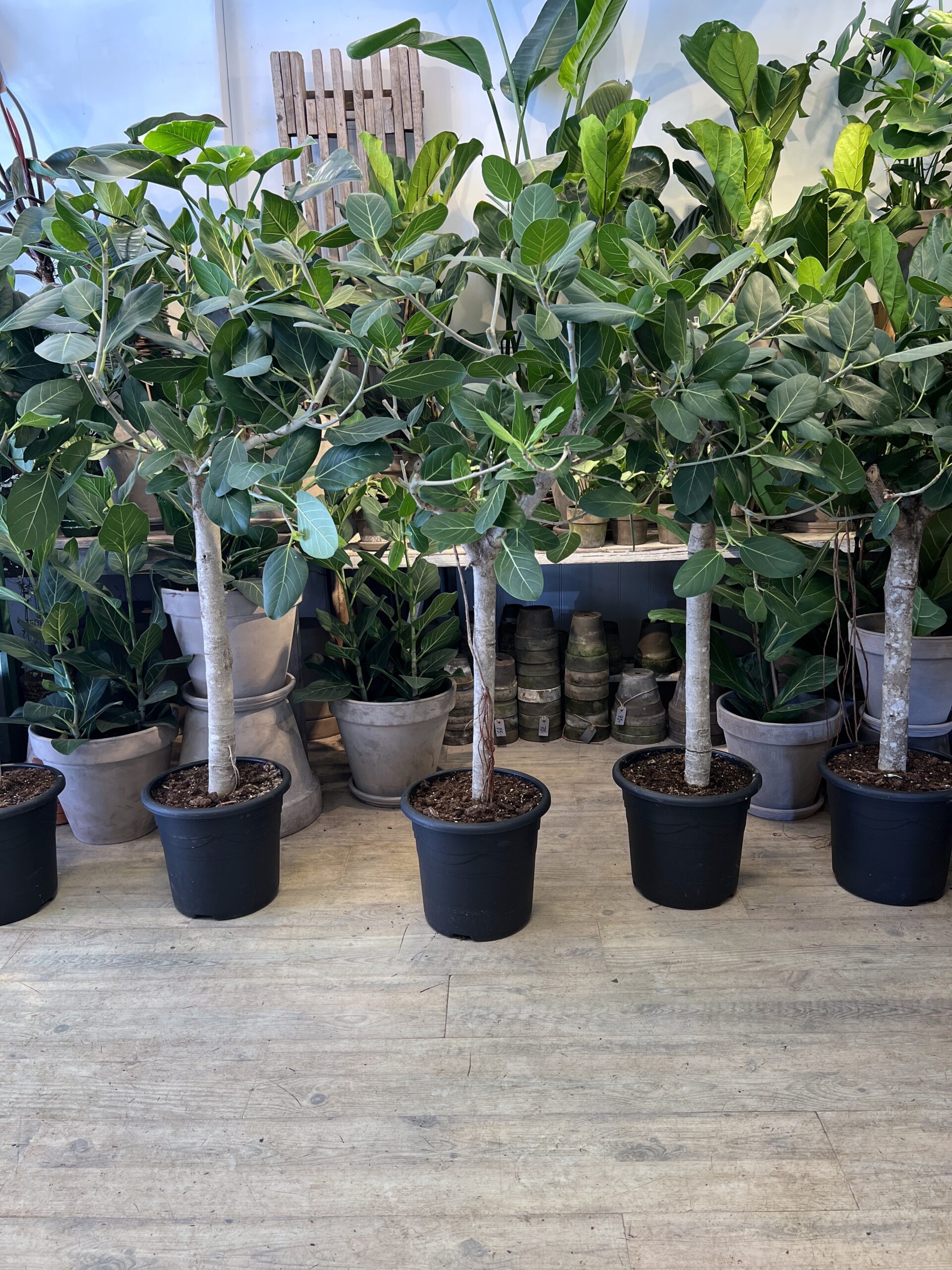 Ficus Audrey opstammet 140 cm. - Happyflower-dk