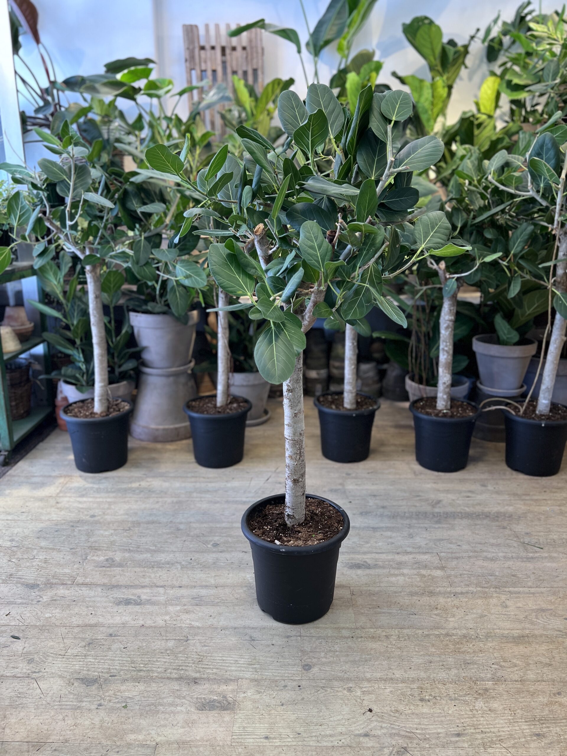 Ficus-Audrey-opstammet-140-cm.-billigt-Happyflower-dk-scaled