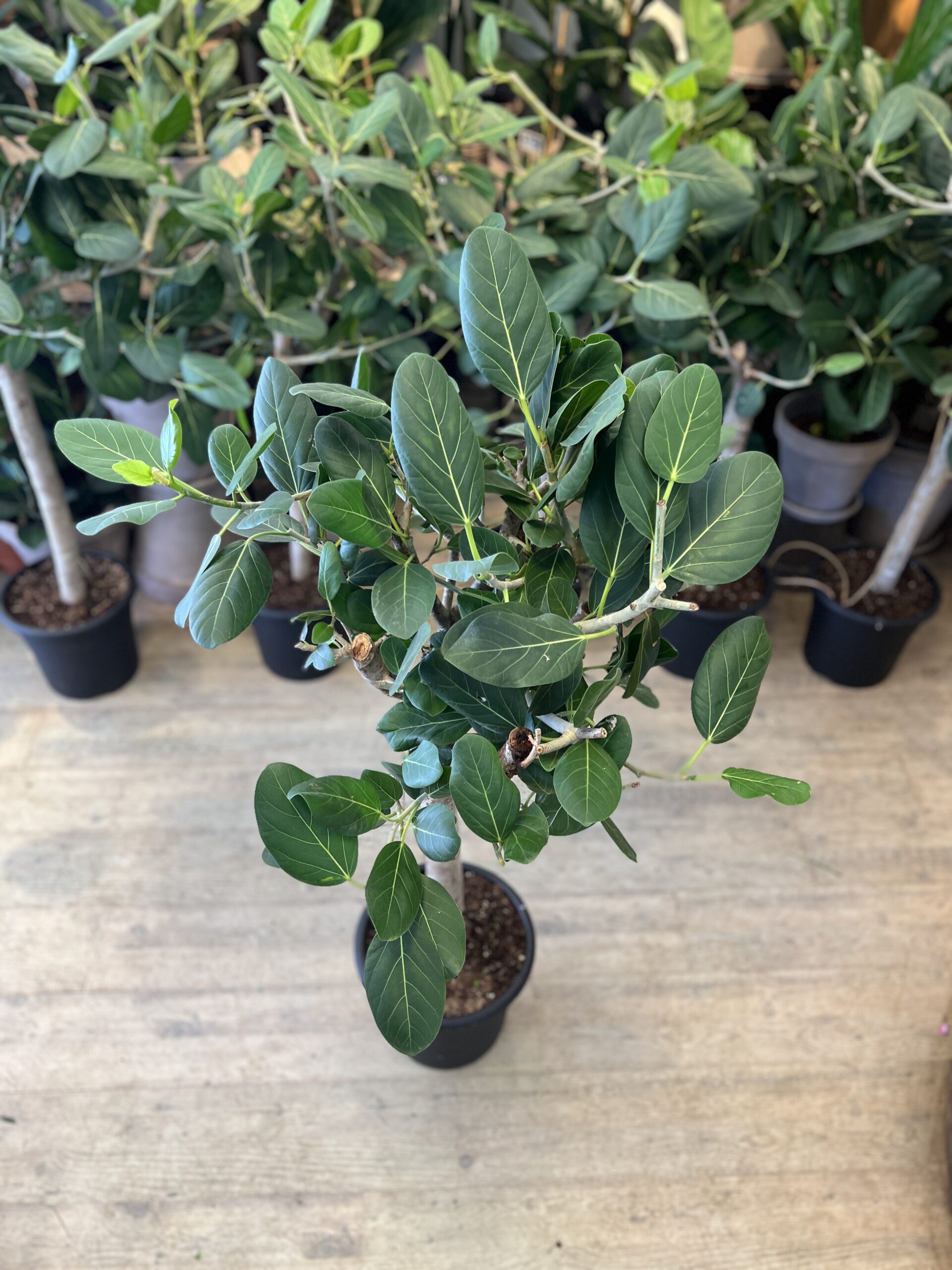 Ficus-Audrey-opstammet-140-cm.-krone-Happyflower-dk-scaled