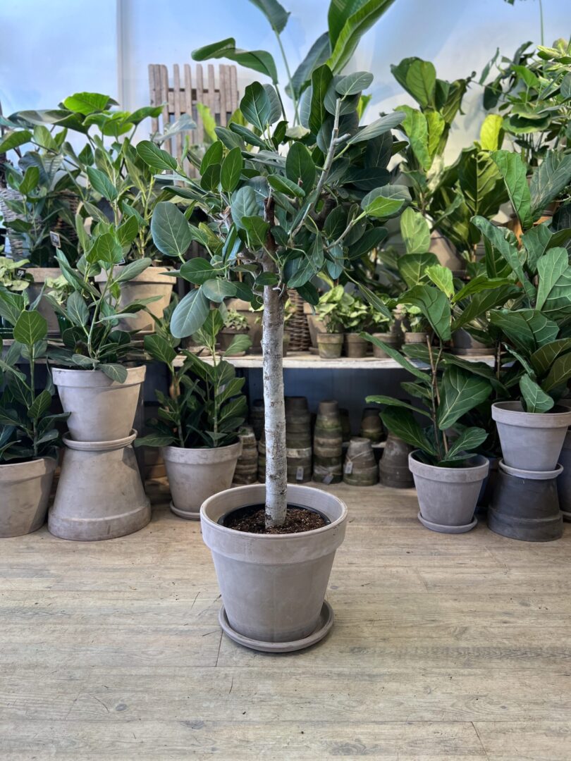 Ficus Audrey opstammet 140 cm. med krukke - Happyflower-dk