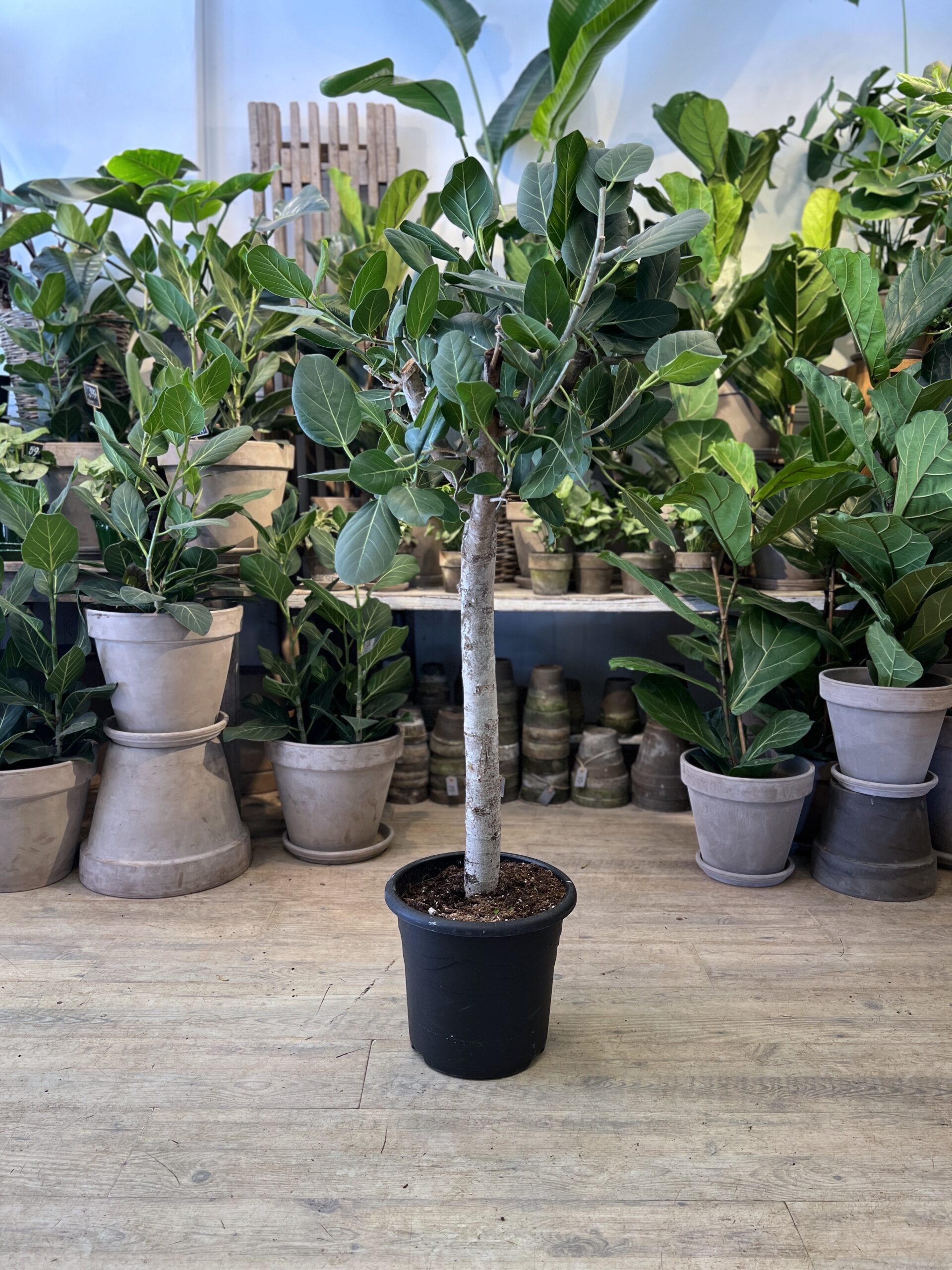 Ficus Audrey opstammet 140 cm. uden krukke - Happyflower-dk