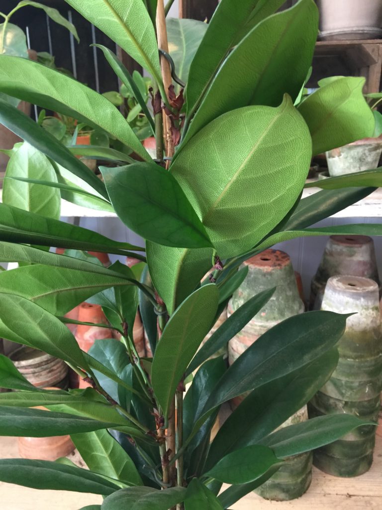 Ficus Cyathistipula blade - Bestil billigt hos Happyflower-dk