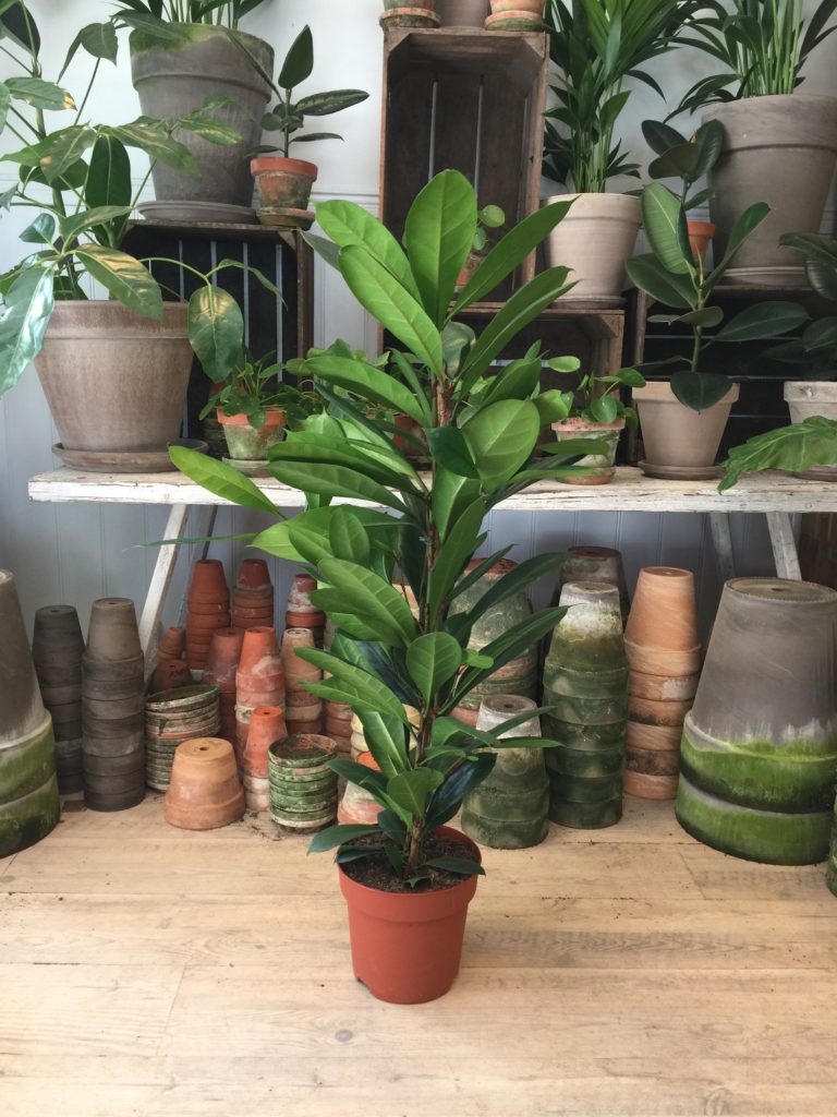 Ficus Cyathistipula uden krukke - Stueplanter og kontorplanter fra Happyflower-dk - Bestil online