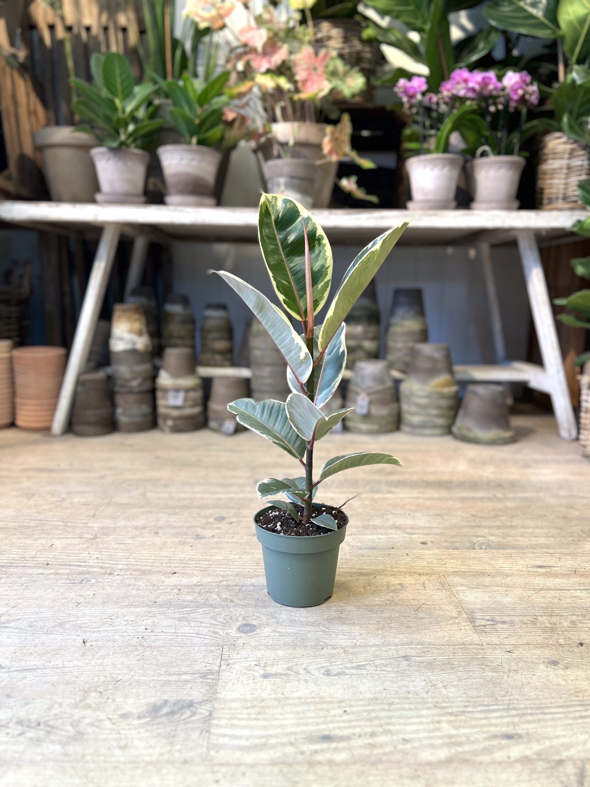 Ficus Tineke (lille) uden krukke - Happyflower-dk
