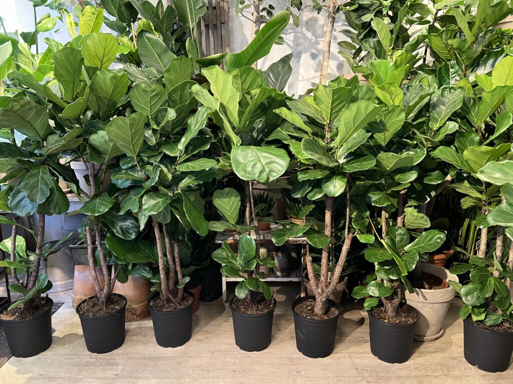 Forgrenet Violinfigen 140-160 cm. - Violinfigen billigt - Happyflower-dk