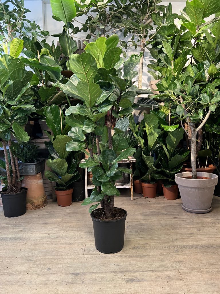 Forgrenet Violinfigen 140-160 cm. uden krukke - Happyflower-dk