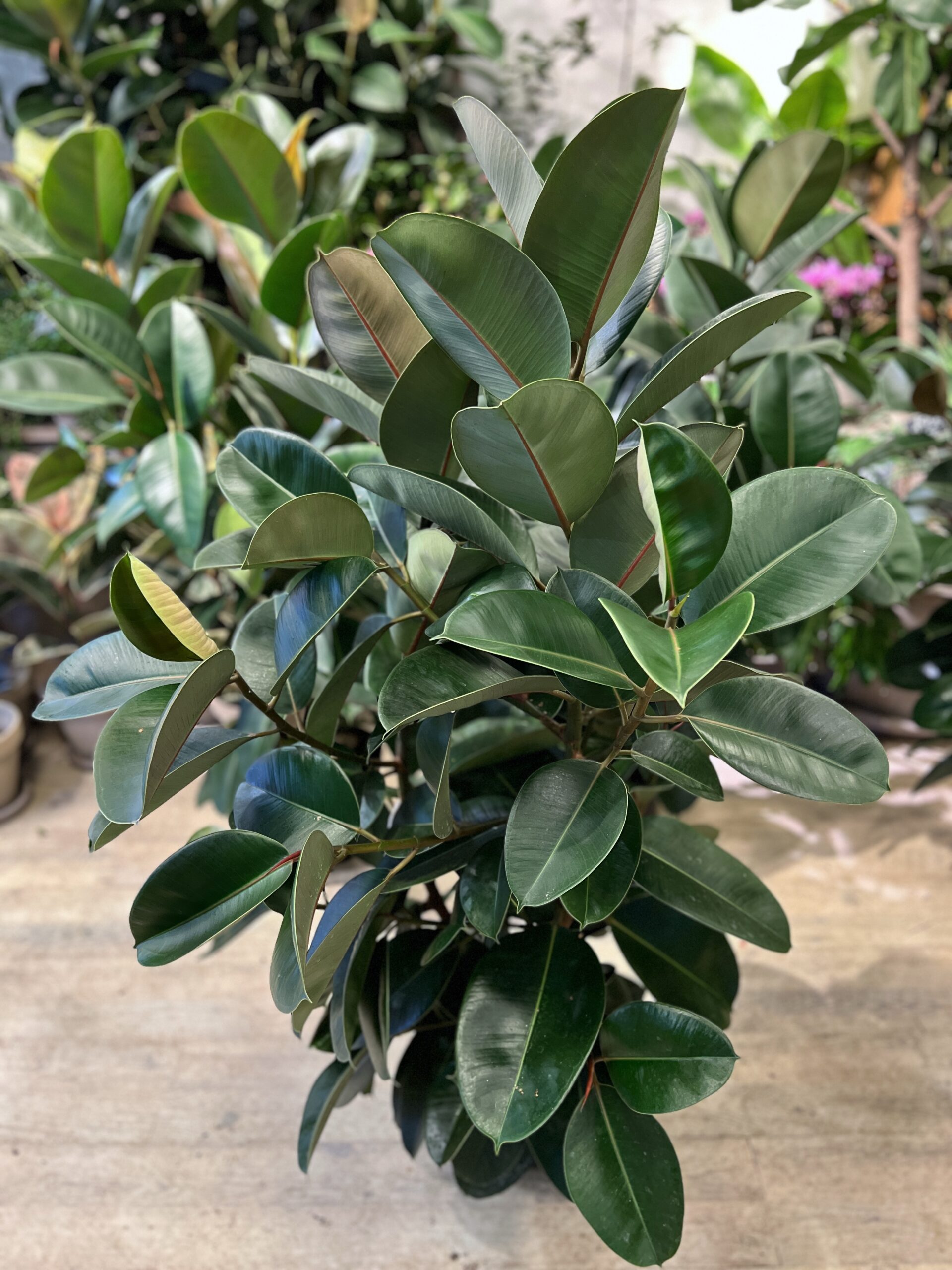 Gummiplante 120-140 cm. blade - Happyflower-dk