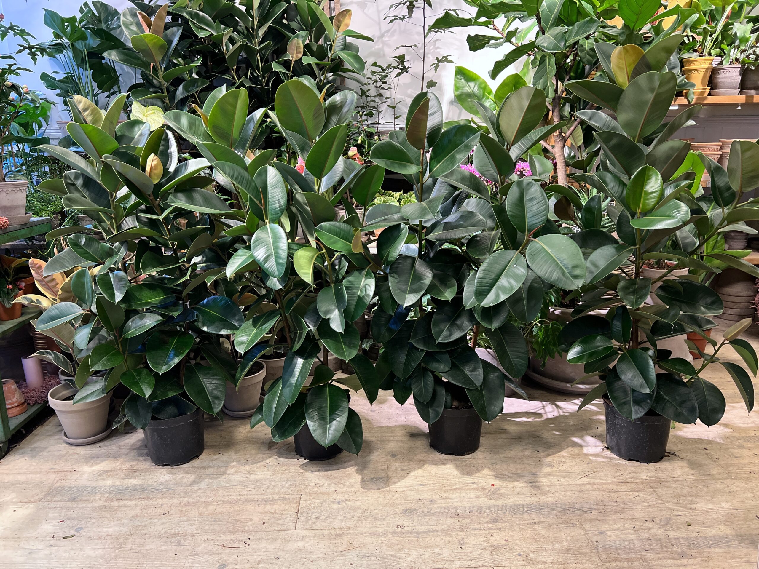 Gummiplante 120-140 cm. planter - Happyflower-dk