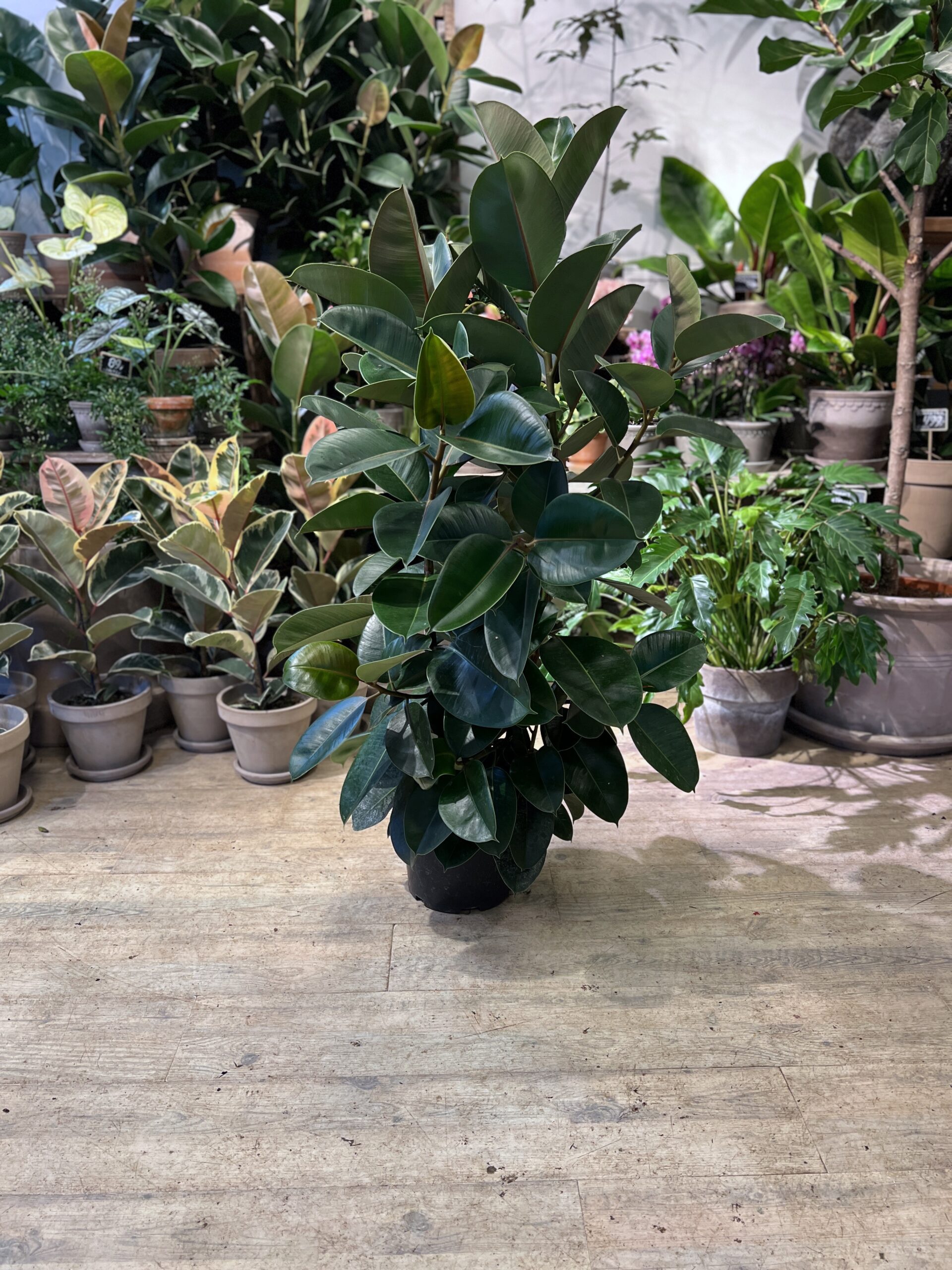 Gummiplante 120-140 cm. uden krukke - Happyflower-dk