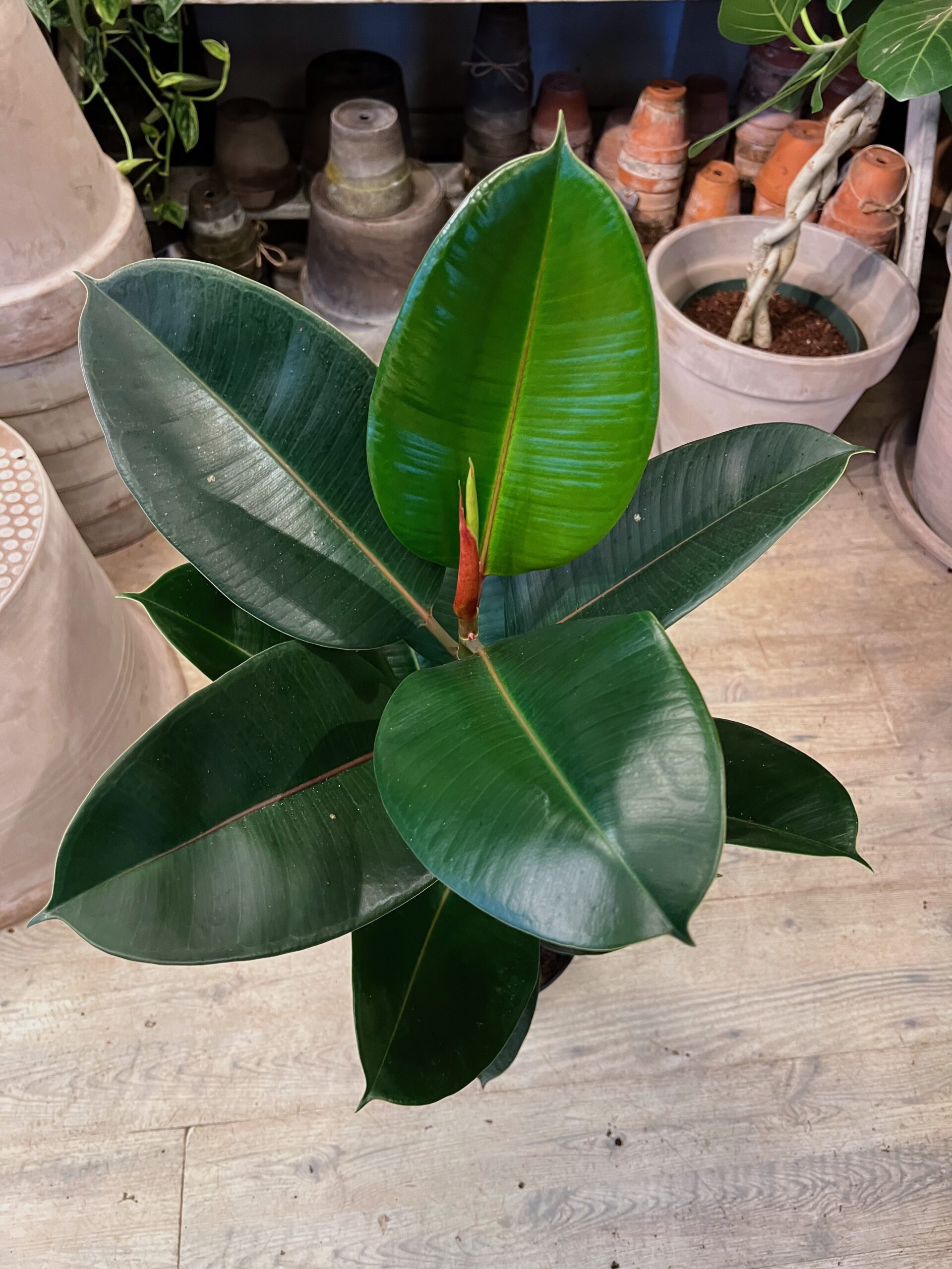 Gummiplante 80-100 cm. - Grøn stueplante - Happyflower-dk