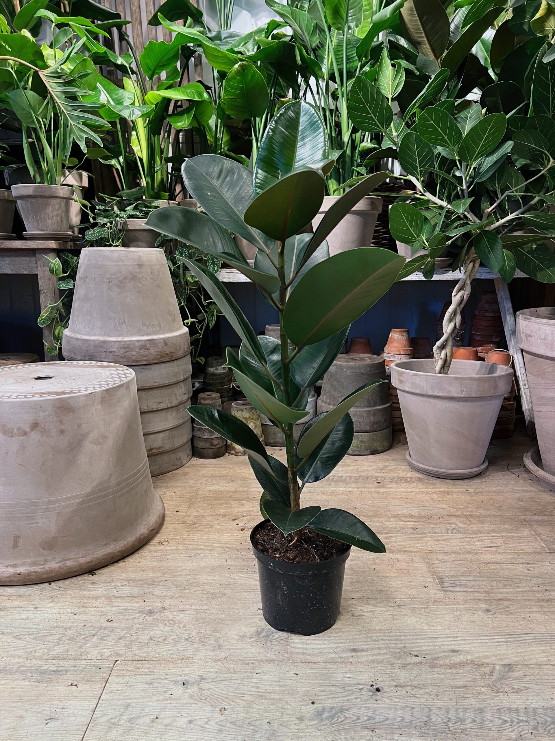 Gummiplante 80-100 cm. uden krukke - Happyflower-dk