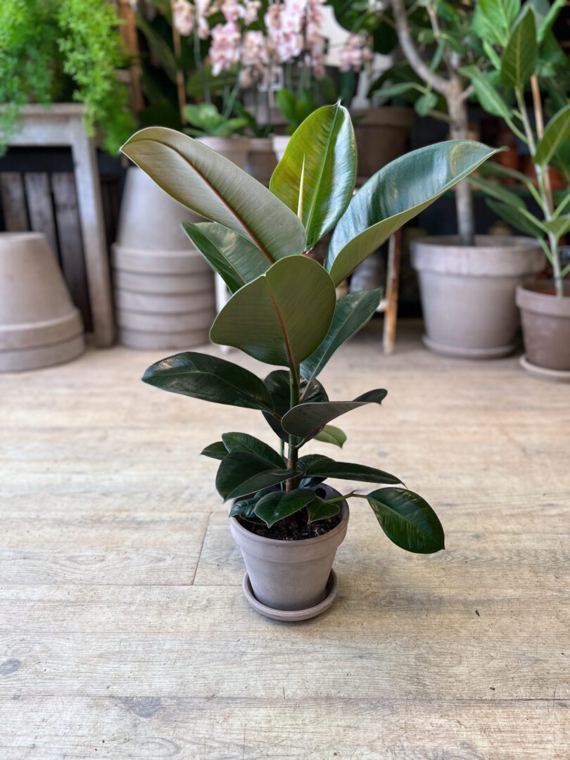 Gummiplante (lille) med krukke - Grønne stueplanter online - Happyflower-dk