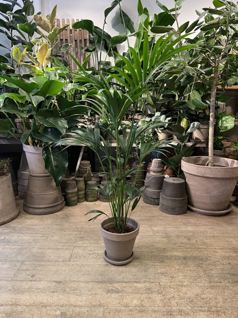 Kentiapalme 100-120 cm. med krukke - Palmer billigt online - Happyflower-dk