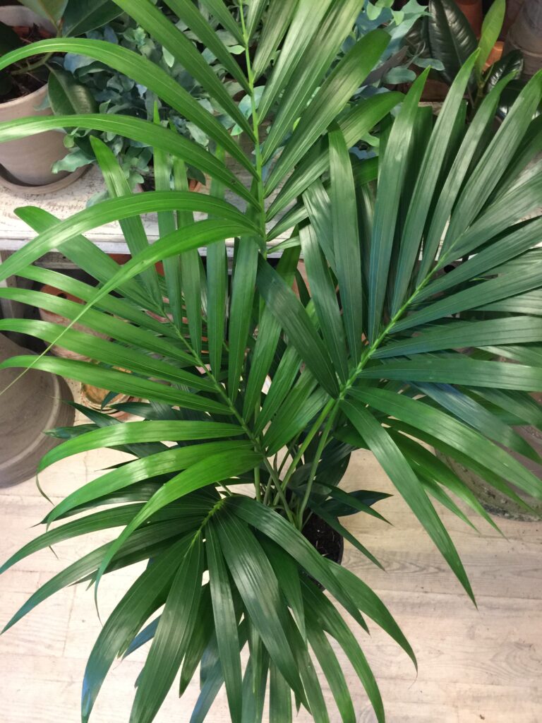 Kentiapalme - Howea Forsterriana - Bestil palme planter online - Happyflower-dk