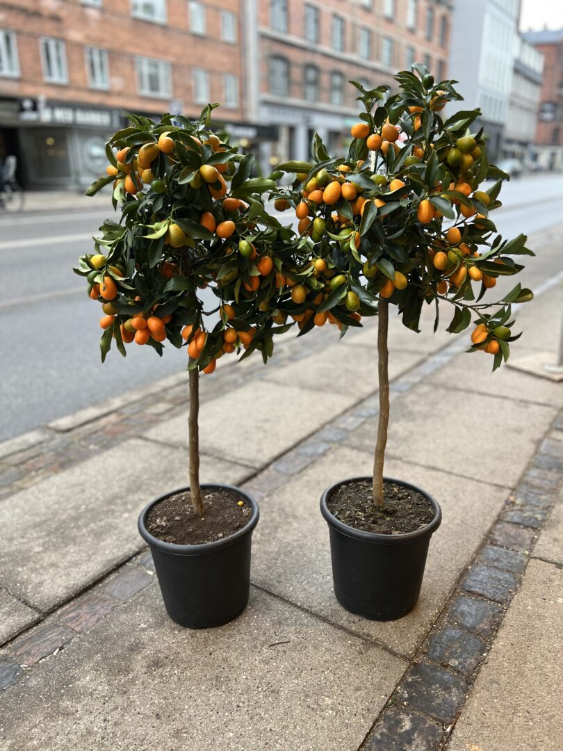 Kumquat 100-120 cm. - Happyflower-dk