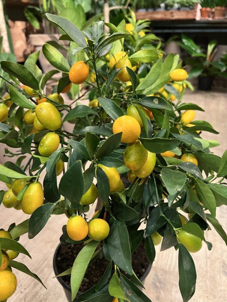 Kumquat citrus plante online - Happyflower-dk