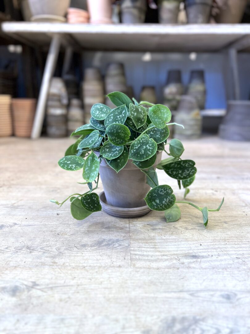 Måneskin med krukke og underskål - Scindapsus 2023 - Happyflower-dk