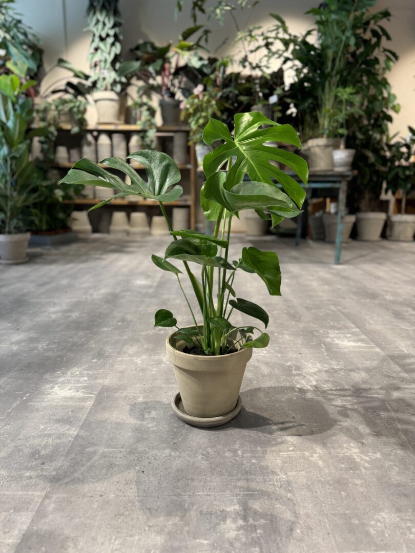 Monstera Deliciosa - Happyflower-dk