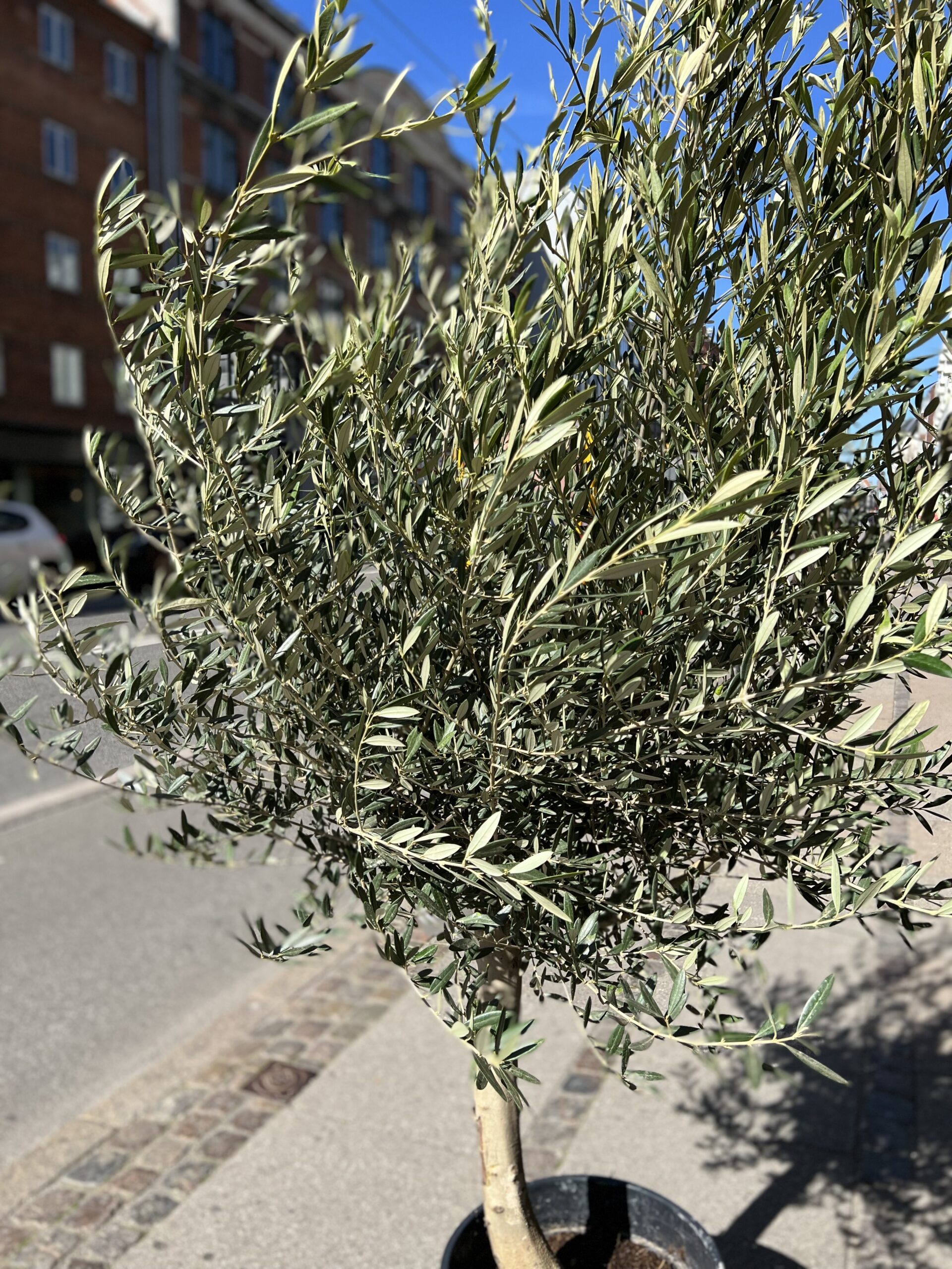 Stort Oliventræ