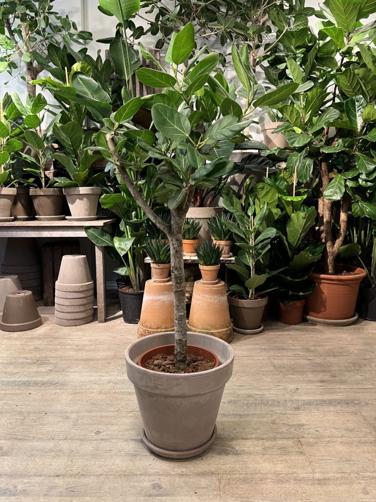 Opstammet Ficus Audrey 150 cm. med krukke - Happyflower-dk