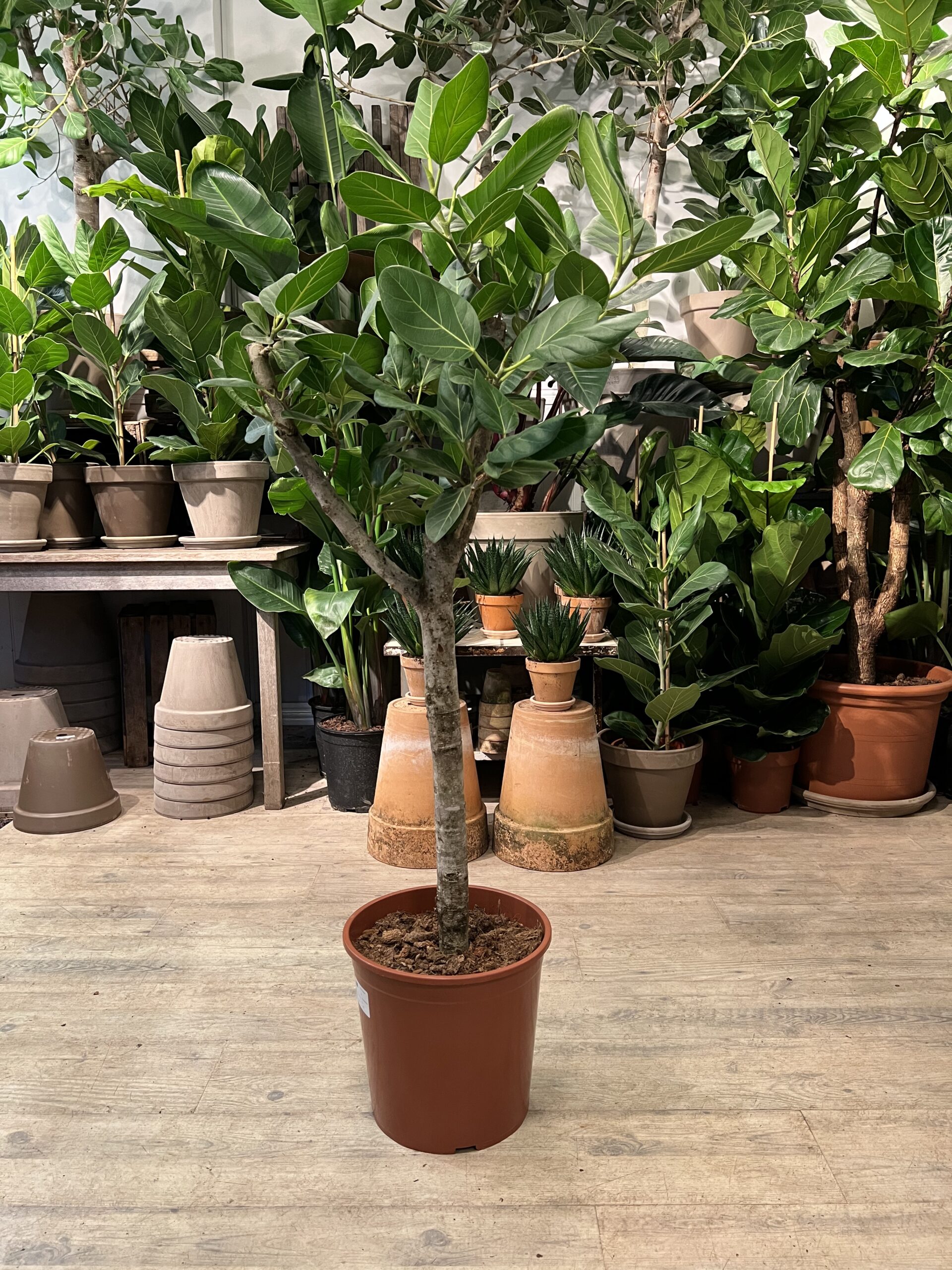 Opstammet Ficus Audrey 150 cm. uden krukke - Happyflower-dk