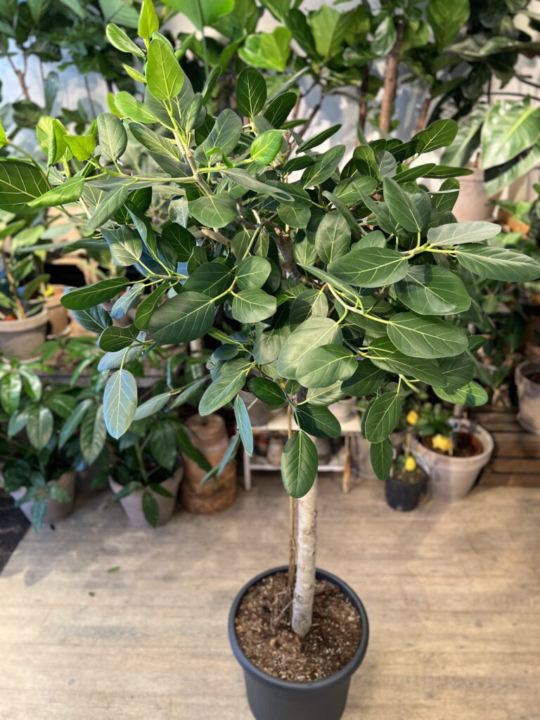 Opstammet Ficus Audrey - 200-220 cm. - Billig levering - Happyflower-dk