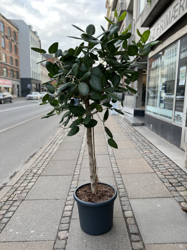 Opstammet Ficus Audrey - 200-220 cm. - Store planter - Happyflower-dk