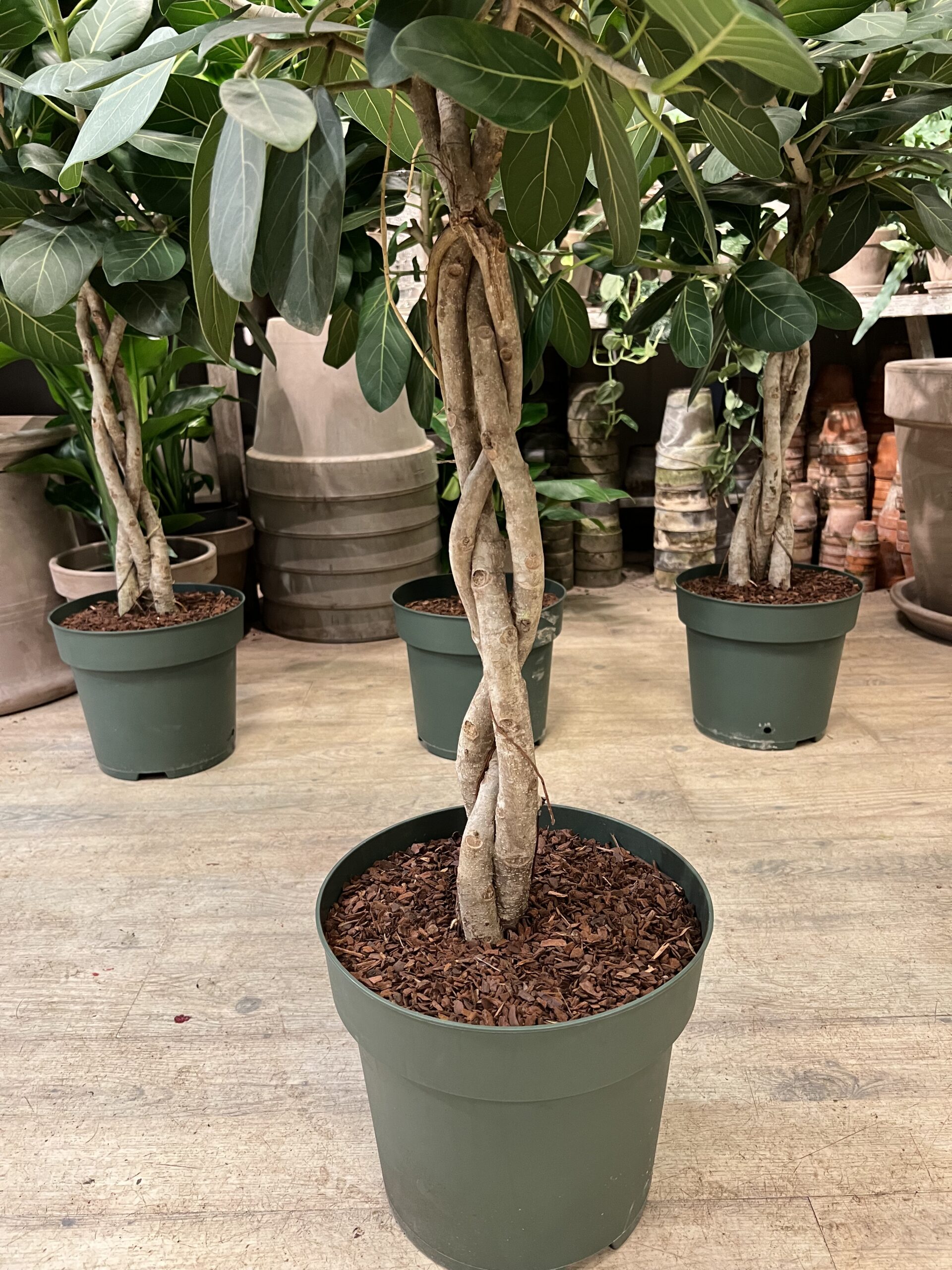 Opstammet Ficus Audrey Fletstamme - Fletstamme - Happyflower-dk
