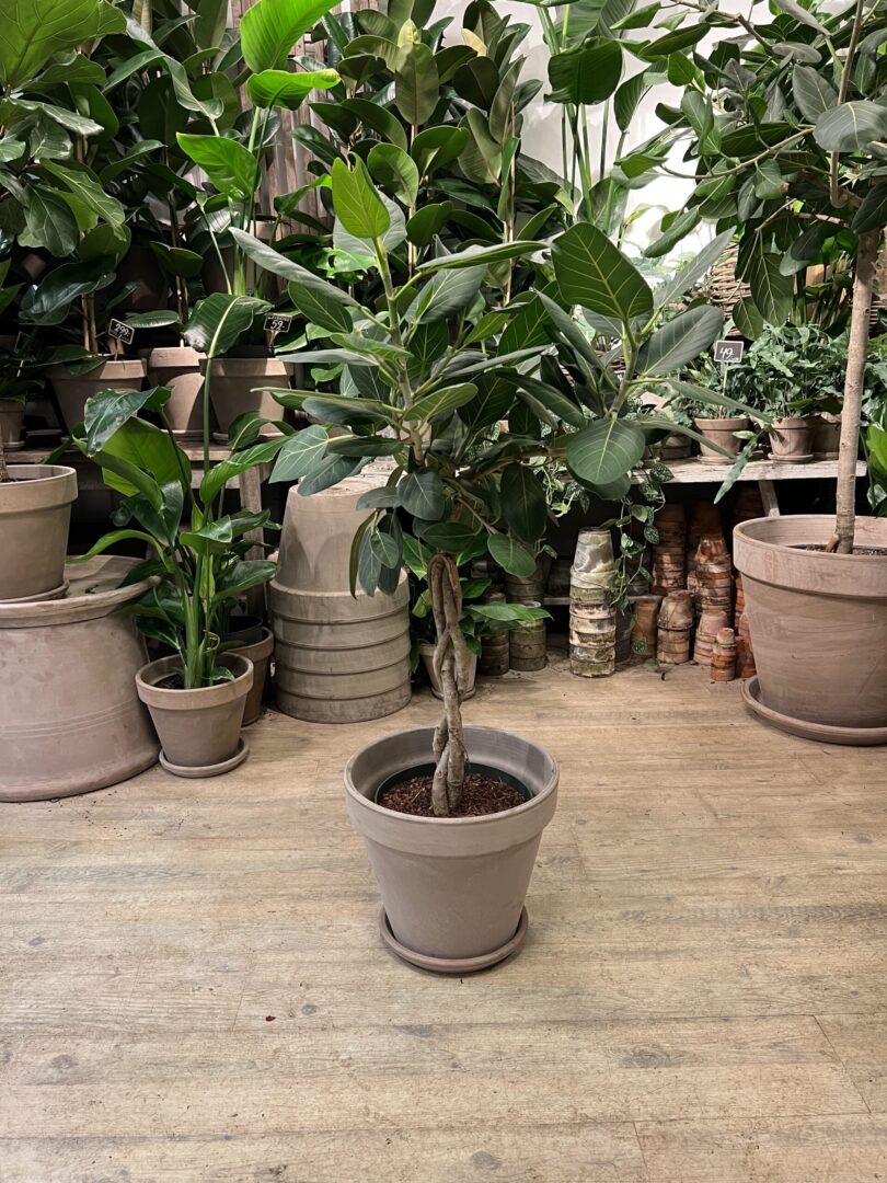 Opstammet Ficus Audrey Fletstamme med krukke - Stamme - Happyflower-dk