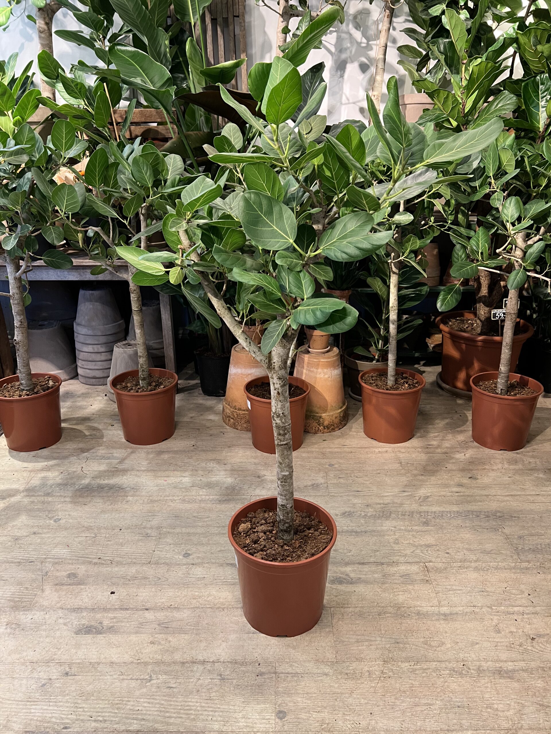 Opstammet Ficus Audrey planter 150 cm. - Happyflower-dk