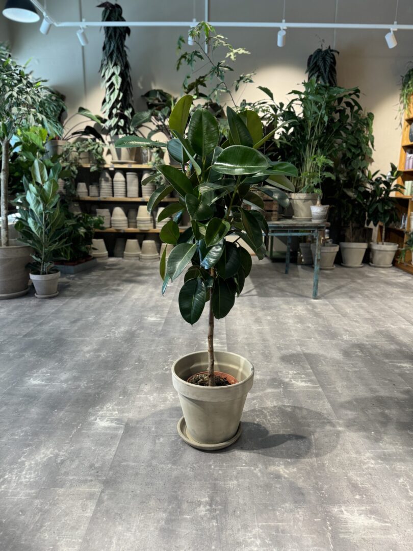 Opstammet Gummitræ 110-130 cm. - Happyflower-dk