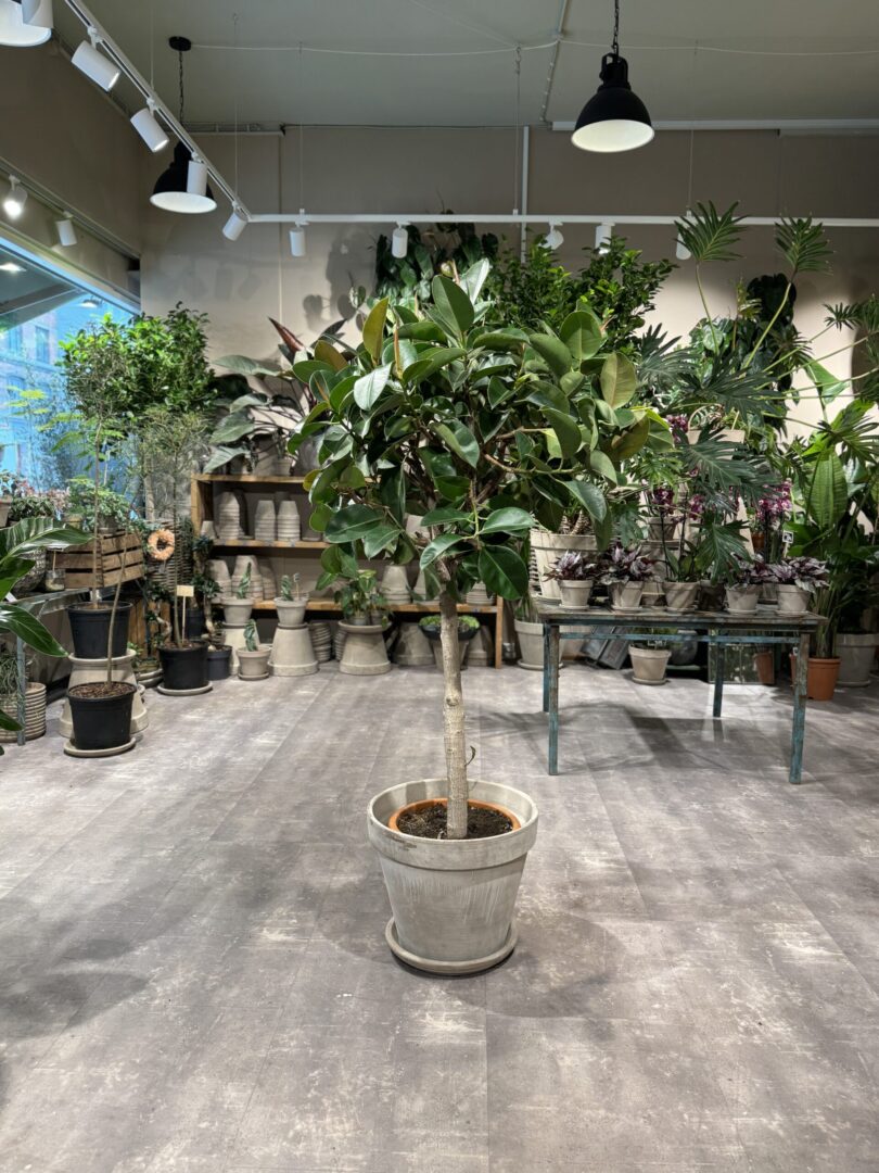 Opstammet Gummitræ 180-190 cm - Happyflower-dk