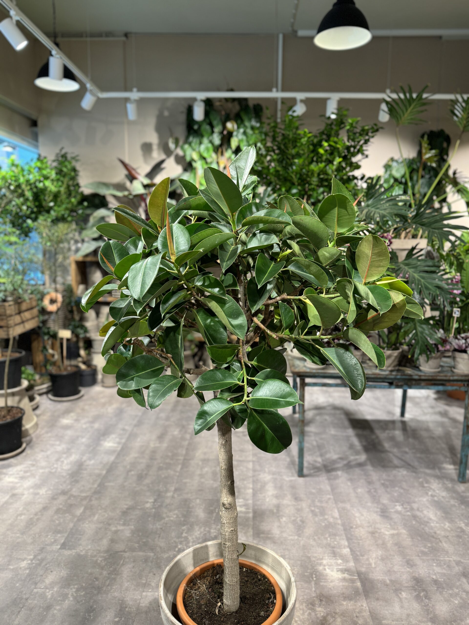 Opstammet Gummitræ 180-190 cm. - krone - Happyflower-dk