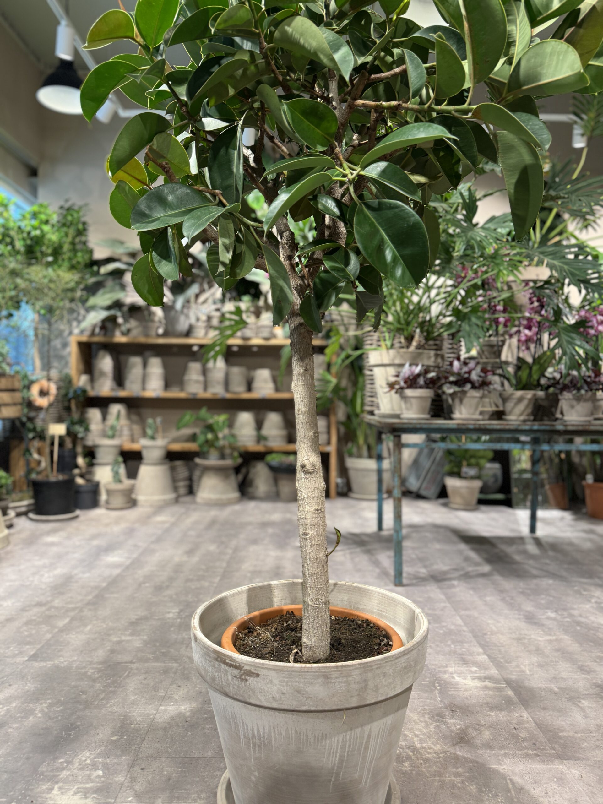 Opstammet Gummitræ 180-190 cm. - stamme - Happyflower-dk